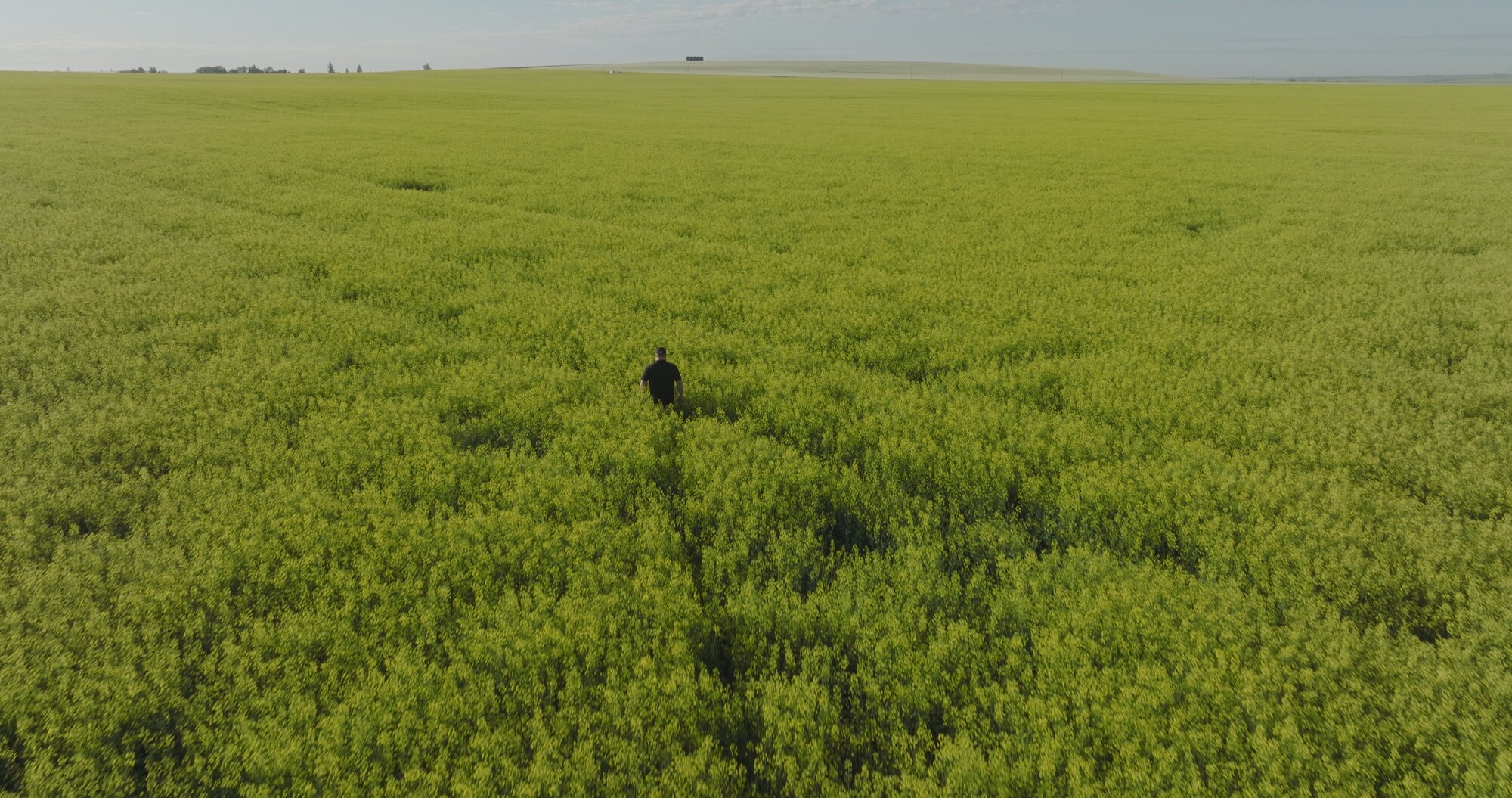Farmer walking through blooming canola field, aerial drone photo, Alberta