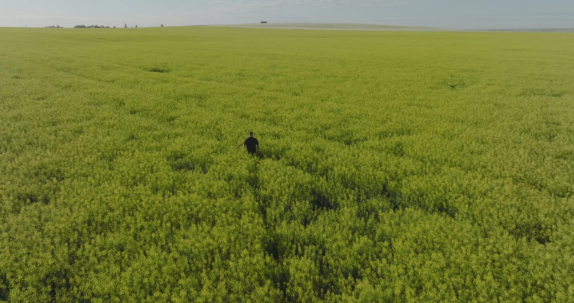 Farmer walking through blooming canola field, aerial drone photo, Alberta