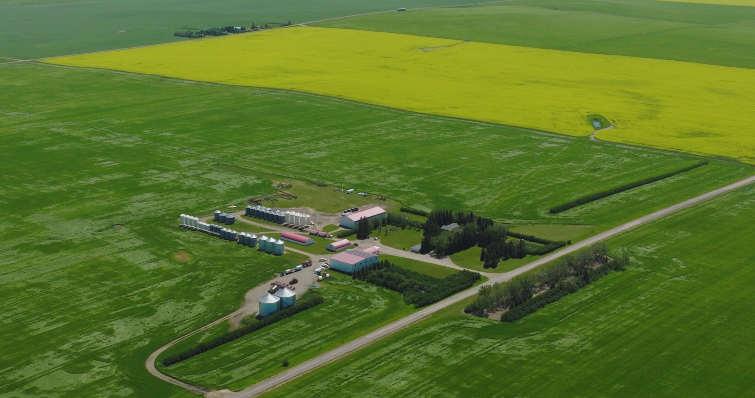 Alberta farmstead surrounded by canola fields in bloom, aerial drone photo