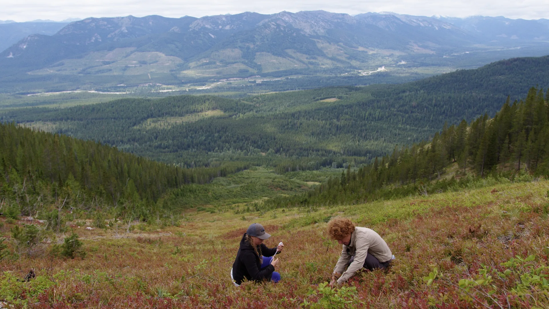 Two researchers surveying a berry patch on an open mountain slope above the Flathead Valley