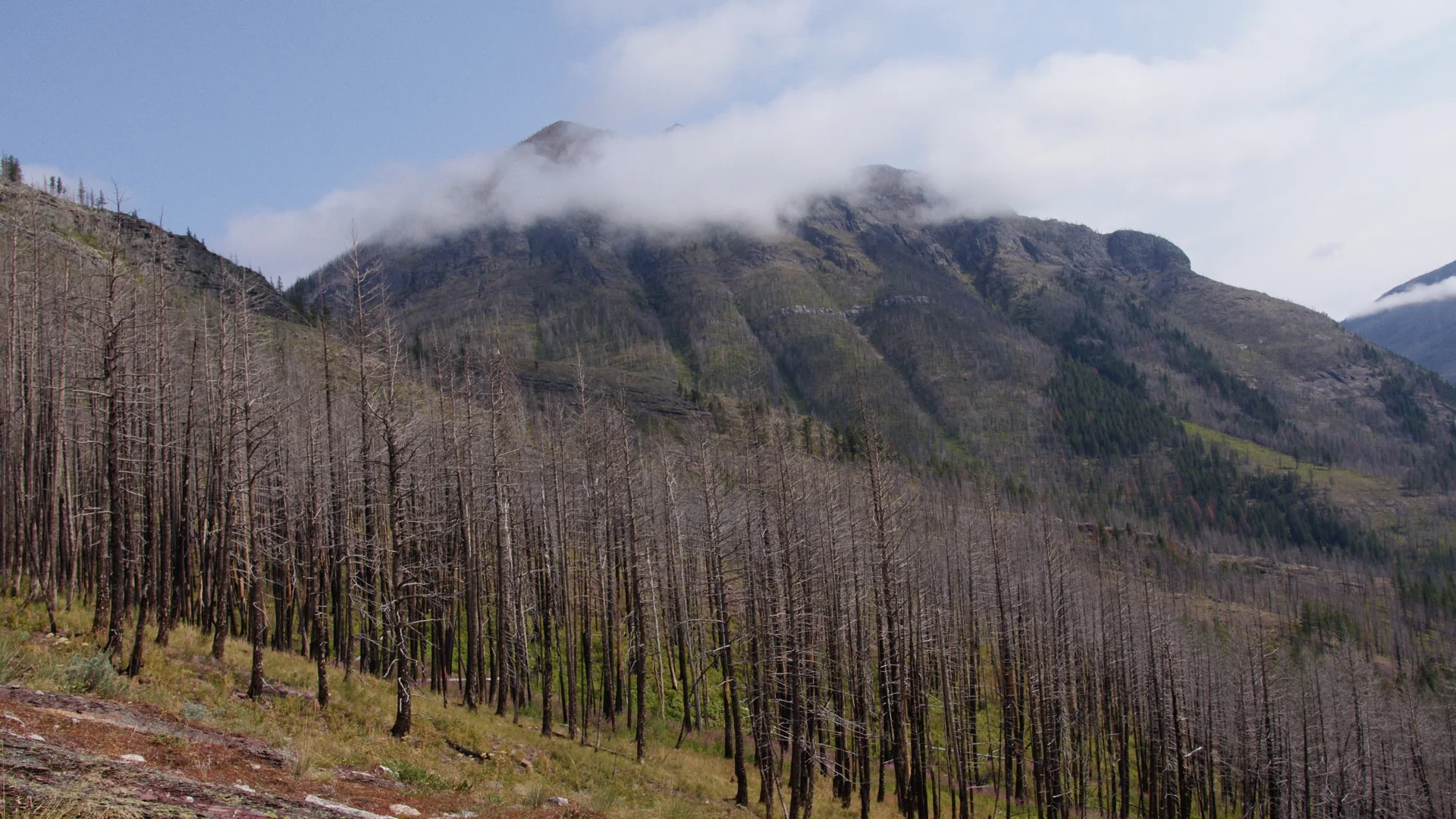 Mountain slope covered in standing burned timber under low cloud in the Flathead Valley