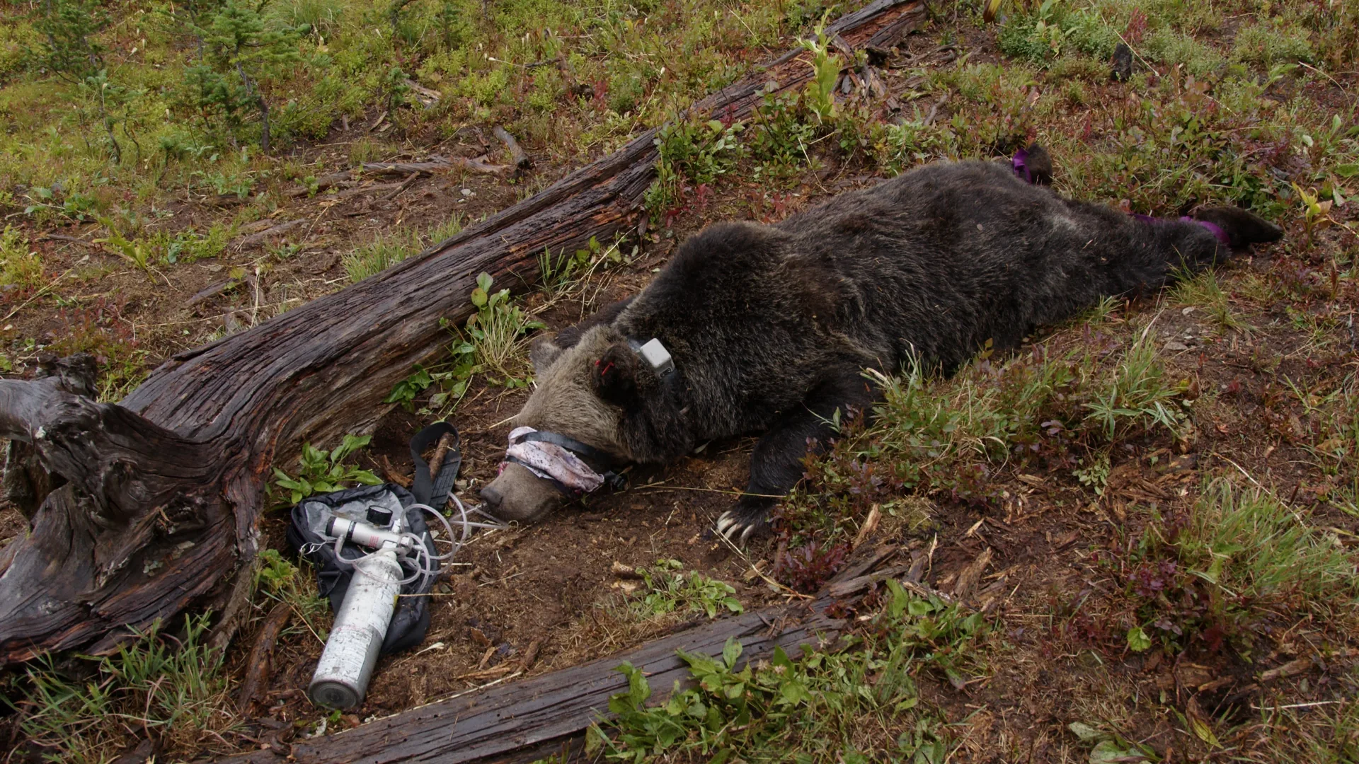 Sedated grizzly bear with a radio collar lying in the grass beside research equipment