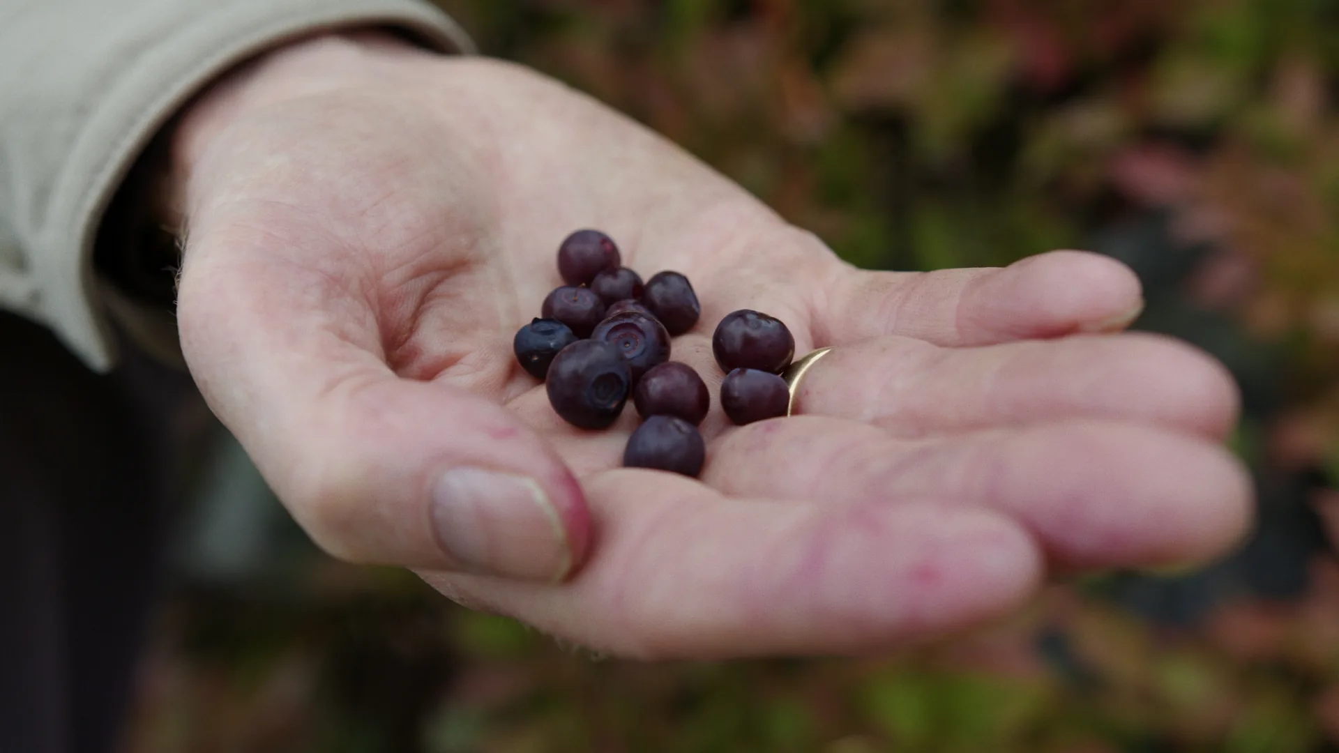 Ripe huckleberries held in an open hand in the Flathead Valley