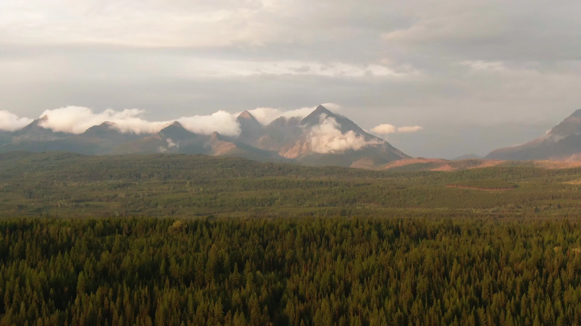 Forested valley and mountain peaks of the Flathead, home to a recovering grizzly bear population