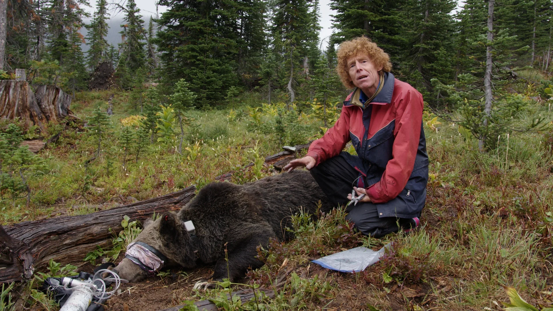 Biologist Garth Mowat kneeling beside a sedated grizzly bear, recording data during the capture